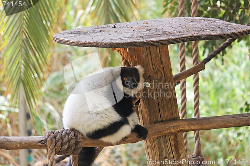 Image of Black and white ruffed lemur in zoo
