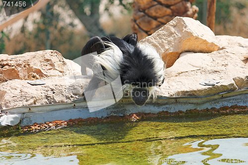 Image of Black-and-white colobus monkey