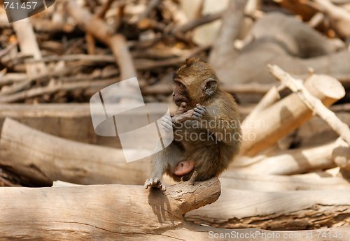 Image of Monkey child holding its leg