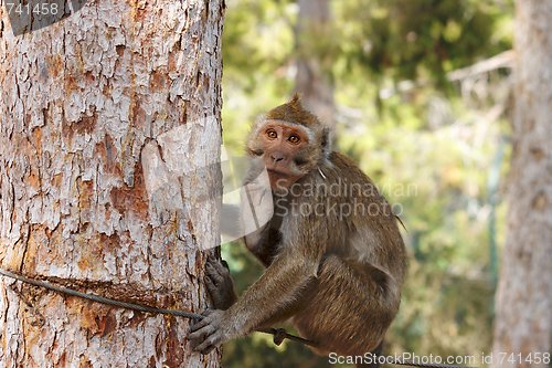 Image of Small sad monkey sitting on the rope