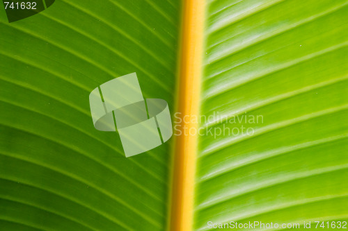 Image of banana leaf