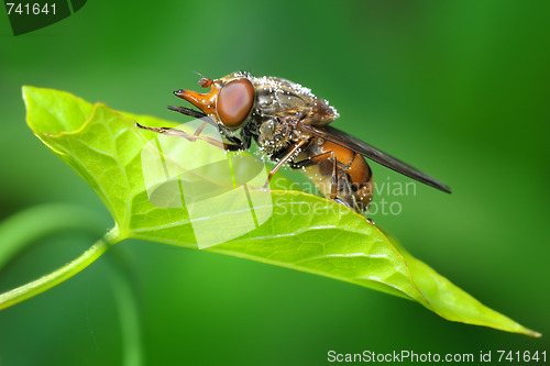 Image of The fly on the leaf of bindweed.