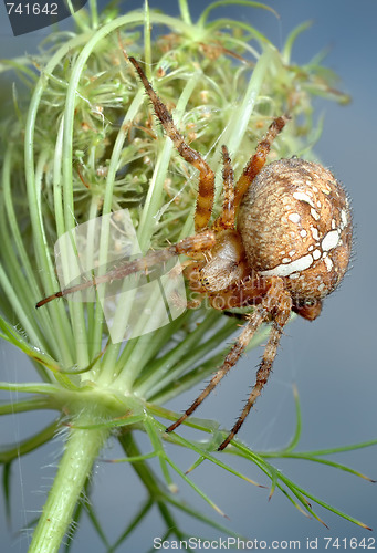 Image of The spider Araneus diadematus on the plant.