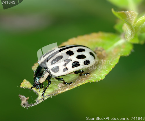 Image of The leaf beetle eat the leaf of the plant.