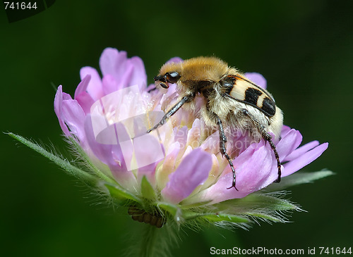 Image of Bug Trichius fasciatus on a flower Knautia arvensis