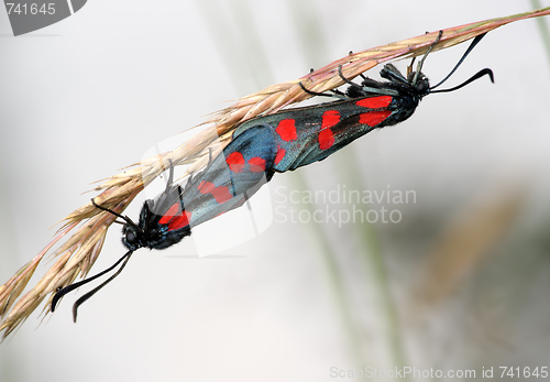 Image of The pair of butterflies Zygaena filipendulae, copulation.