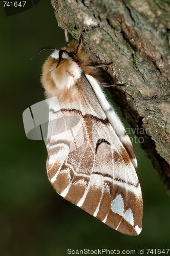 Image of The butterfly Endromis versicolora sleep on the bark of birch.