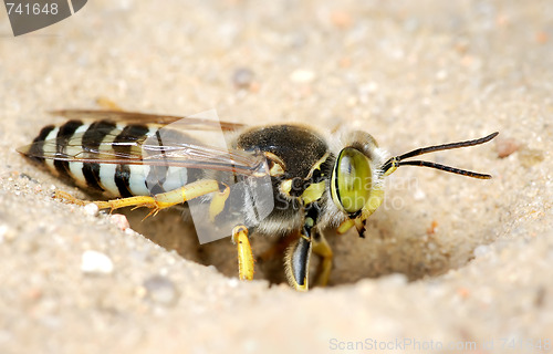 Image of The wasp Bembex rostratus.