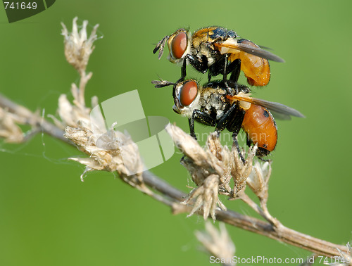 Image of The pair of fly Tachina on the dry branch.