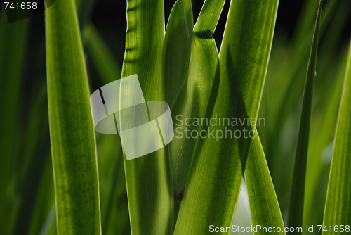 Image of Green Stripes