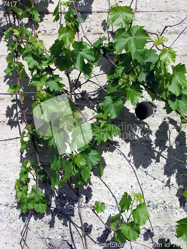 Image of Vines on the wall. Platres. Cyprus