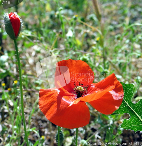 Image of Poppies