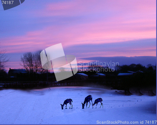 Image of deer in the snow