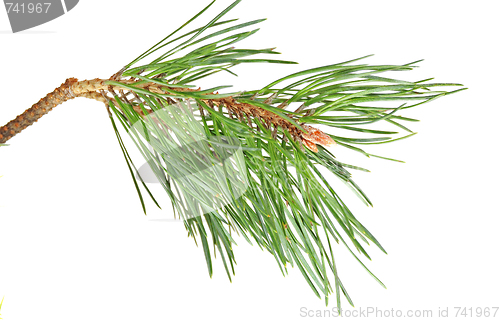 Image of branch  pine