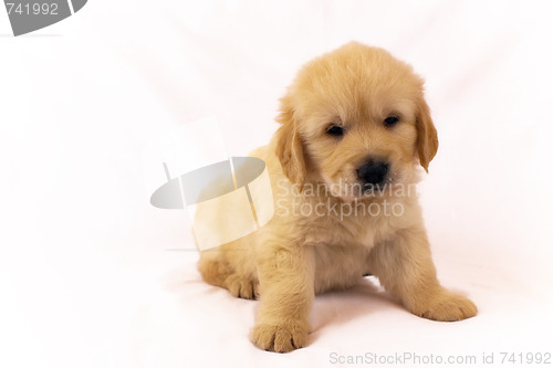 Image of Golden retriever puppy isolated on white background