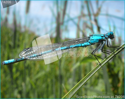 Image of damsel fly