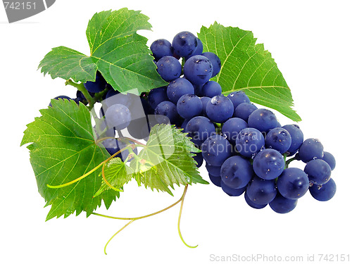 Image of Fresh grape cluster with green leafs