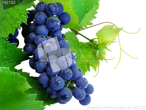 Image of Fresh grape cluster with green leafs