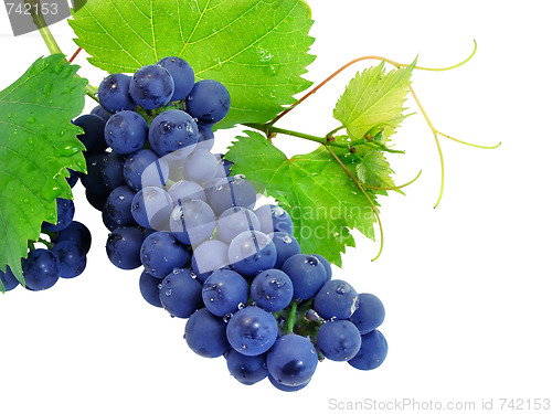 Image of Fresh grape cluster with green leafs