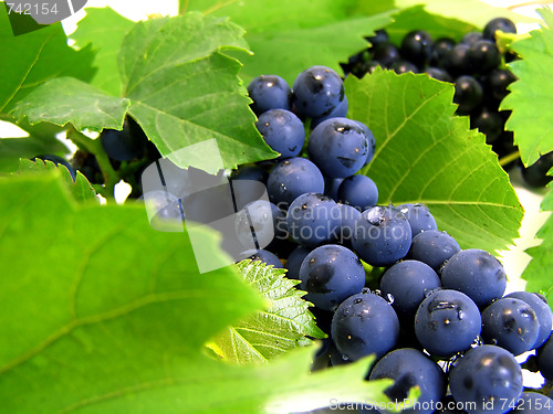 Image of Fresh grape cluster with green leafs 