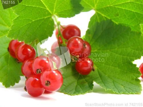 Image of branch of rype by red currant