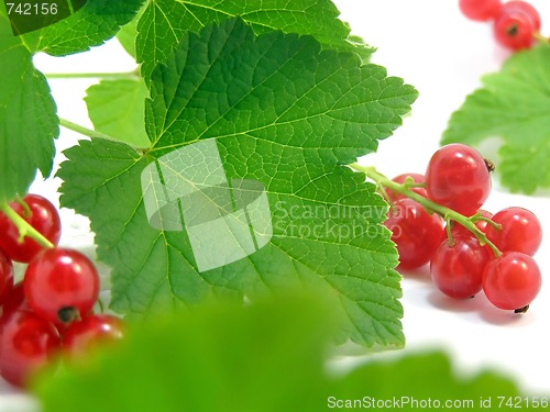 Image of branch of rype by red currant