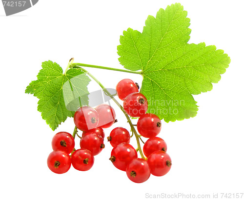 Image of branch of rype by red currant