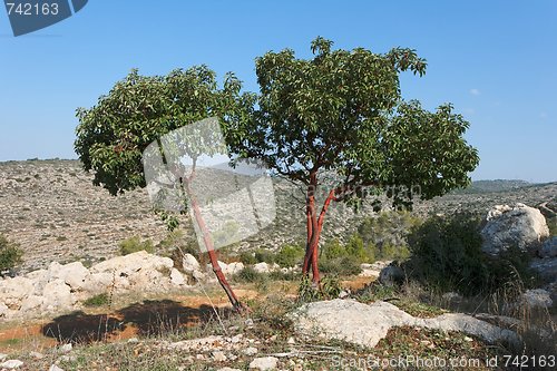 Image of Arbutus tree on the hill