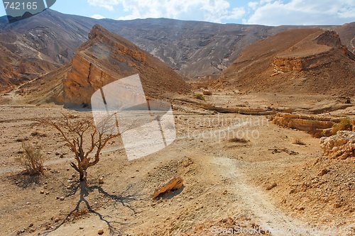 Image of Desert landscape with dry acacia trees 