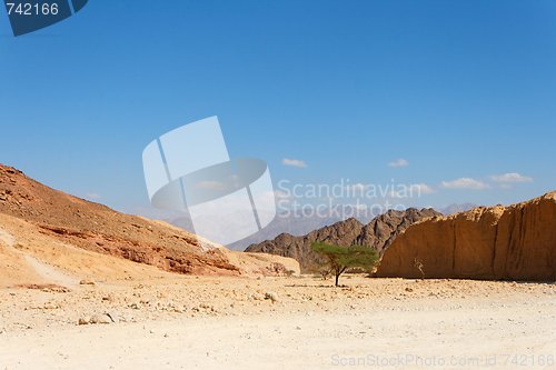 Image of Desert landscape with acacia trees