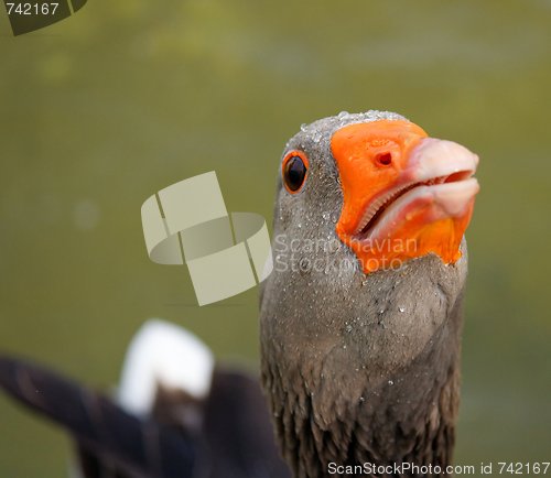Image of Gray goose stretching its neck