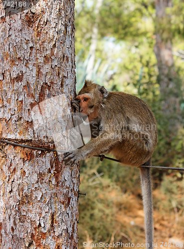 Image of Small sad monkey sitting on the rope