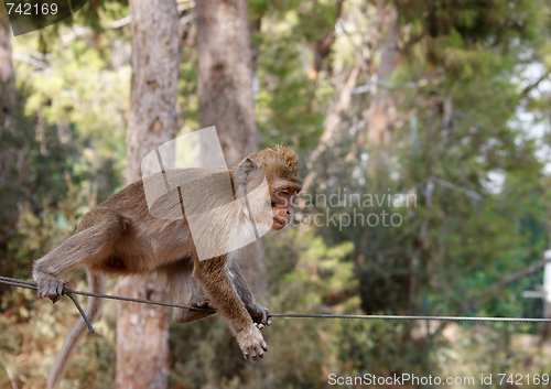 Image of Little rope-walking monkey