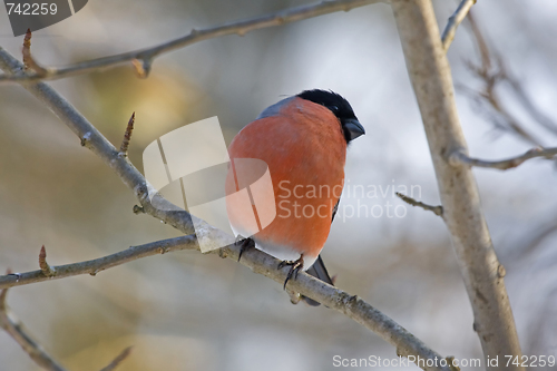 Image of bullfinch