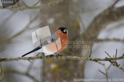 Image of bullfinch