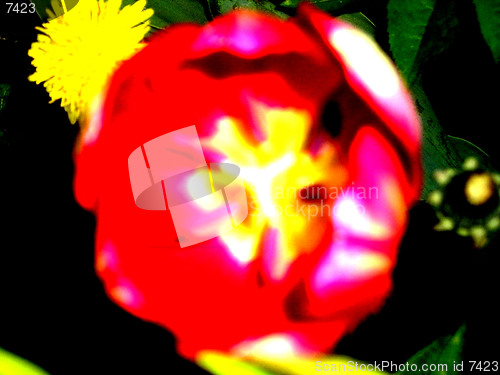 Image of red Tulip