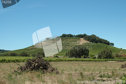 Image of Hillside vineyard