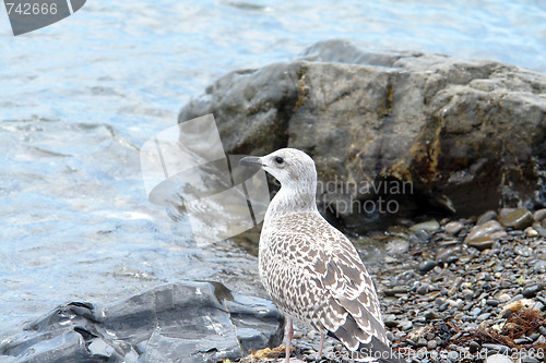 Image of seagull