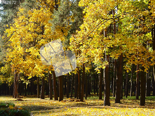 Image of autumn park