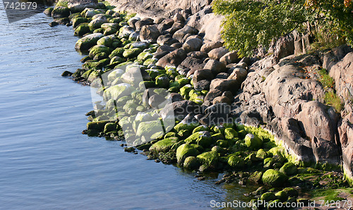 Image of Rocks with Algae by the Baltic Sea 