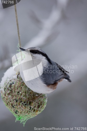 Image of nuthatch