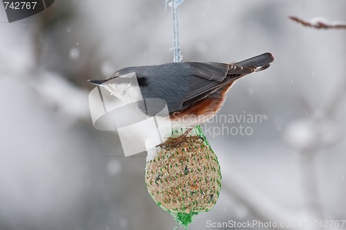 Image of Nuthatch