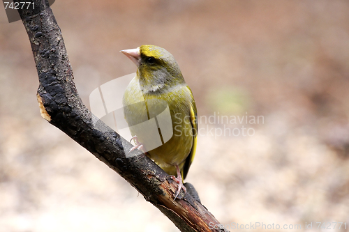 Image of greenfinch