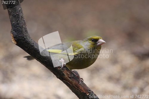 Image of Greenfinch