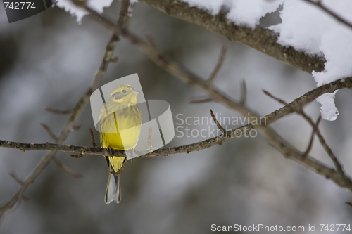 Image of yellowhammer