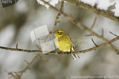 Image of yellowhammer