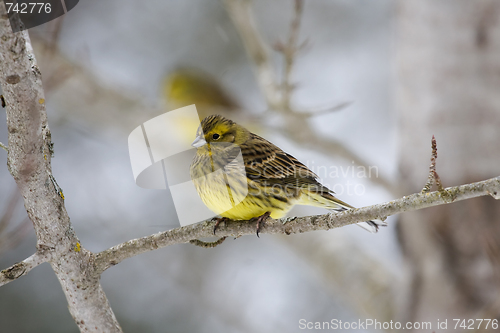 Image of Yellowhammer