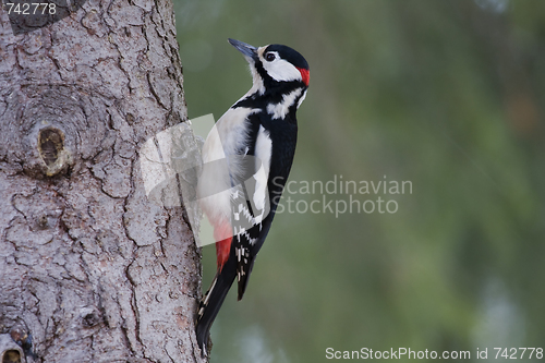 Image of wood pecker