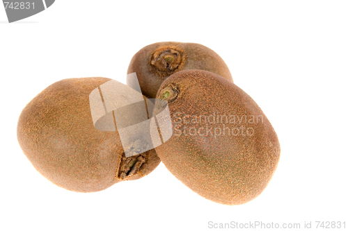 Image of kiwi