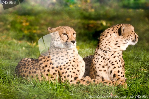 Image of Couple of cheetahs